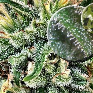 Cannabis-Trichome-Thumbnail-final-1.jpg