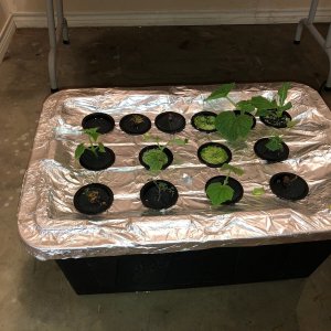 Aeroponics no light 001.jpg