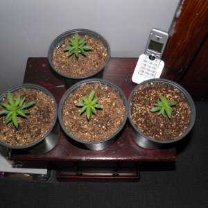 seedlings.JPG