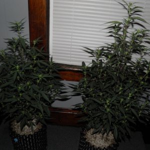 revegged.clones (2).JPG