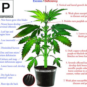 Phosphorous-_deficiency_marijuana_diagram.jpg