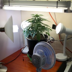 grow room.jpg