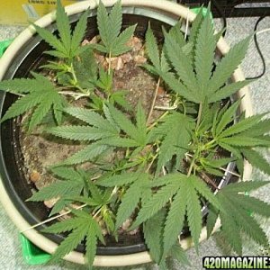 LST Guide
