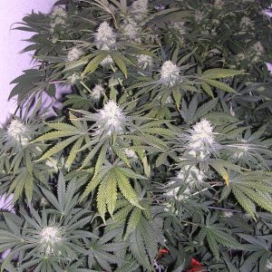 Second_grow_071