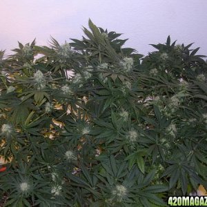 Second_grow_051