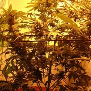 Second_grow_061