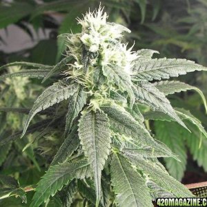 whiteskunk