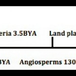 cannabinoid_timeline_final