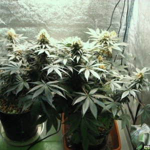 VK cross grow 09-08-10