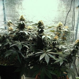 VK cross grow 09-08-10