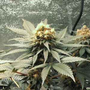 VK cross grow 09-08-10