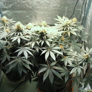 VK cross grow 09-08-10