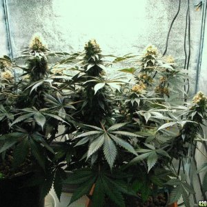 VK cross grow 09-08-10