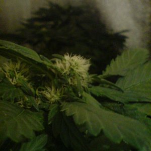 Skunk #1 in flower for 2 weeks