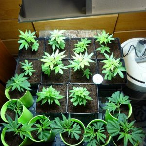 PPP & VK clones