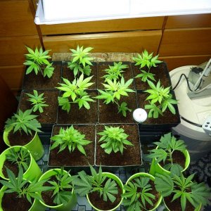 PPP & VK clones