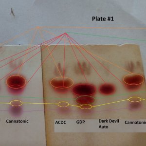 Plate 12 and 11D-2.jpg