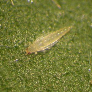 808310125-Thrips_Indoors1587.jpg