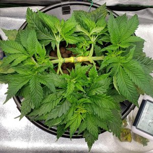 1910057_barney-039-s-farm-pink-kush-grow-journal-by-tripleccannabisbarneys-farmpink-kush.jpg