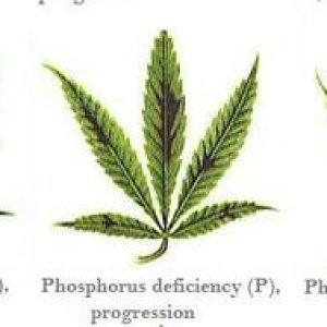 marijuana-deficiency-chart-21.jpg