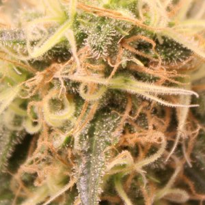 Trichome.JPG