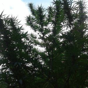 Bud braches against an evening sky.jpg