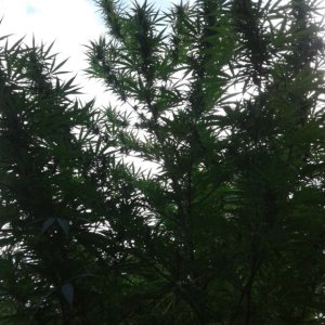 Bud branches against an evening sky_e001.jpg