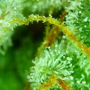 Trichomes 3-13-20 (NL).jpg