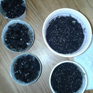 Seedlings and seeds planted.jpg