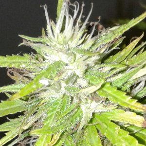 Cali Orange Super Lemon Haze bud cose.jpg