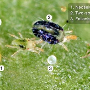 fallacis-two-spotted-spider-mites.jpg