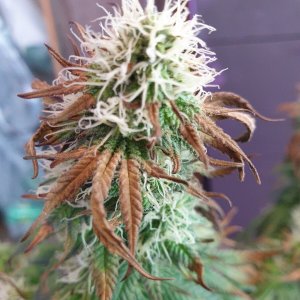 20200320_bud1.jpg