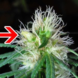 marijuana-hermie-banana-on-bud-with-pistils.jpg