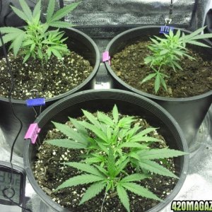 2 topped ak48 and 1 LST
