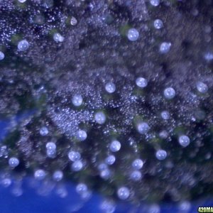 vk cross grow trichs 09-012-10