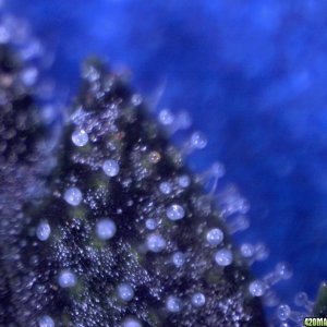 vk cross grow trichs 09-012-10