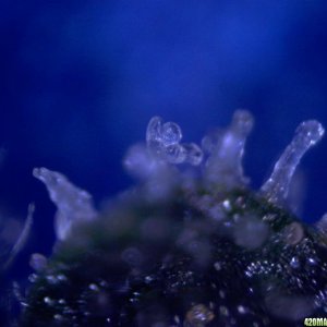 vk cross grow trichs 09-012-10