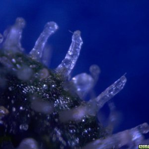 vk cross grow trichs 09-012-10