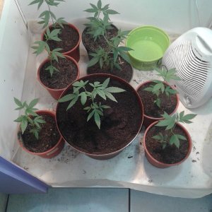 Grow cupboard group new pot.jpg