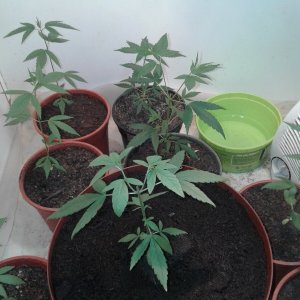 Cali Orange grow cupboard.jpg