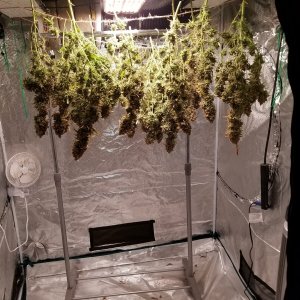 First Harvest 2.jpg