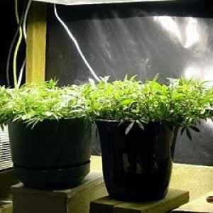 low-stress-training-marijuana-growing-indoors.jpg