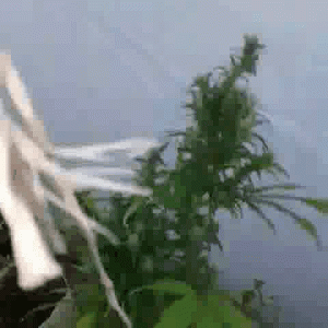 Rescued from flowering .gif