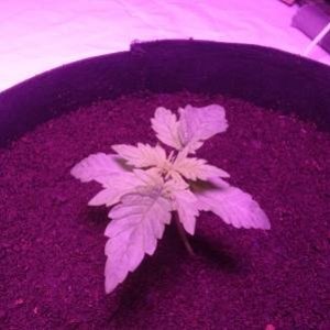 2012478_victory-seeds-og-kush-grow-journal-by-dahomievictoryseedsog-kush_s.jpg