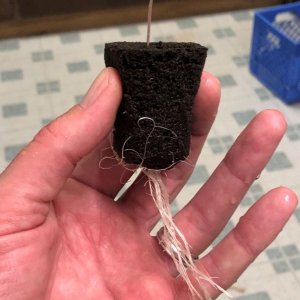 Roots at transplant M.JPG