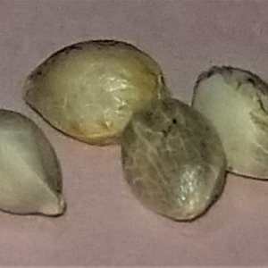 zup seeds 1.jpg