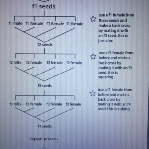 cannabis breeding chart.JPG