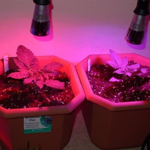 LED clone