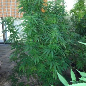 Woodsman Outdoors 9-14 Northern_Lights_5