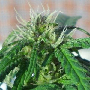 Woodsman Outdoors 9-14 Northern_Lights_5_3